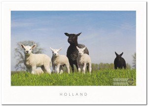Ansichtkaart: Texelse schapen
