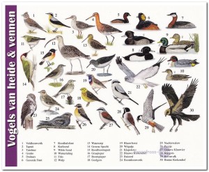 Ansichtkaart: Vogels van heide & vennen