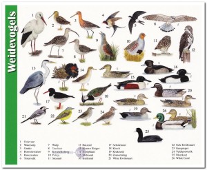 Ansichtkaart: Weidevogels